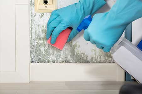 A disinfector using a sponge and a spray bottle to clean a moldy wall