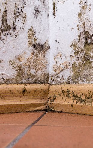 Mold and moisture buildup found on the corner of a wall